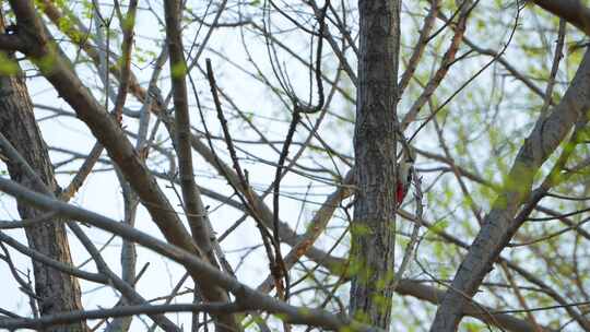 啄木鸟 鸟 鸟类 公园