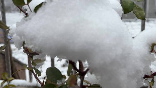 冬天的白雪视频