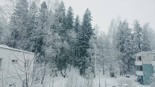 冬天暴雪中的森林树木美景