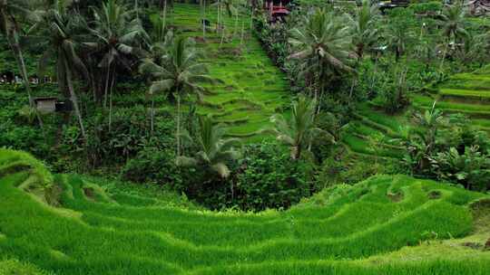 水稻，露台，田野，绿色