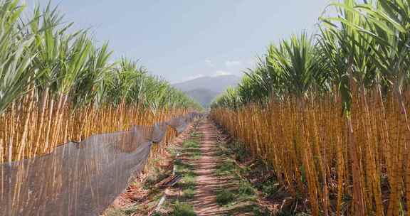 甘蔗种植，甘蔗基地，商品塘料
