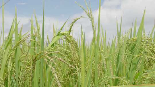 生长茂盛的农田植物水稻