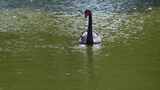 湖面上的黑天鹅特写高清在线视频素材下载