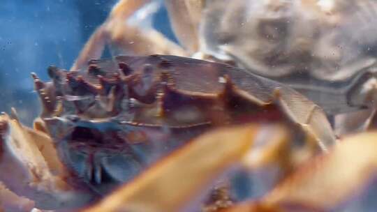 超市海鲜区海蟹螃蟹2视频素材模板下载