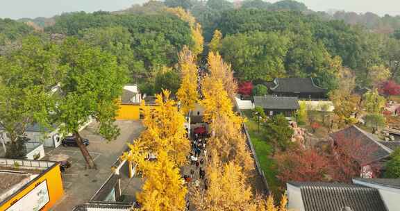 航拍秋天苏州虎丘山风景区南门金色银杏叶