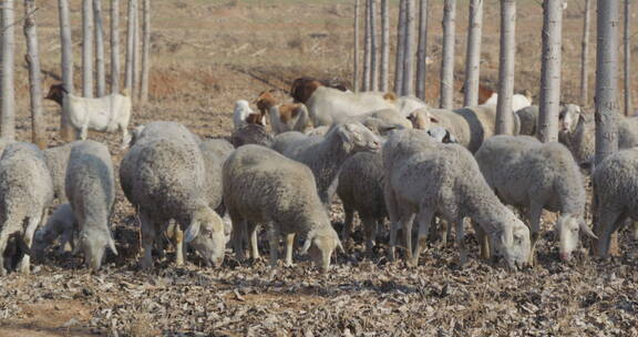 山羊绵羊在草地吃草