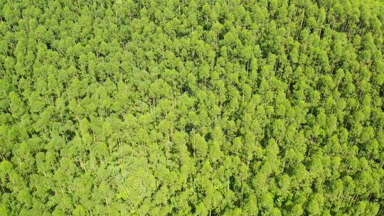 航拍俯视绿色森林树林
