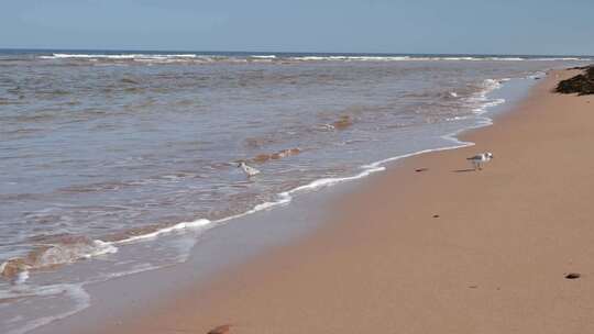 加拿大天然沙滩风景，海浪