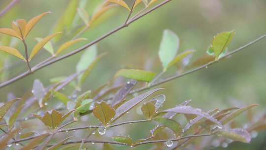 雨水与露珠枝叶