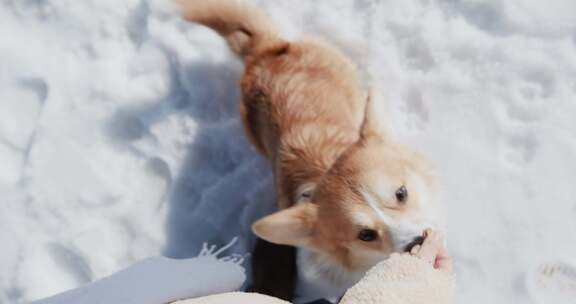 雪地中被喂食的可爱柯基