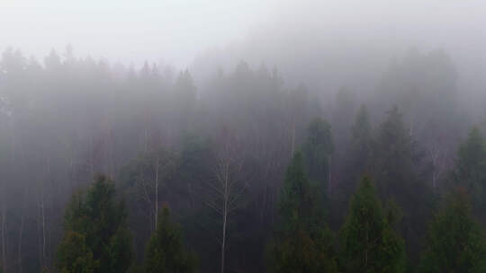 迷雾森林空镜视频素材模板下载