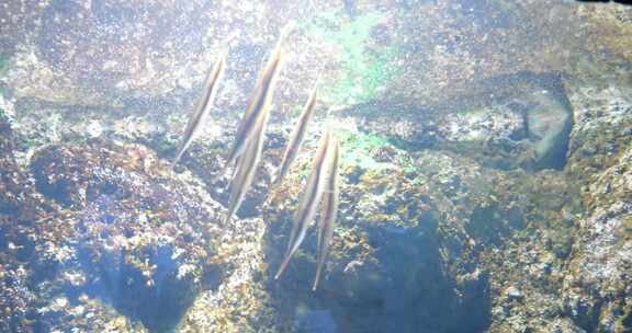 海洋生物 海鱼 海洋世界 连云港