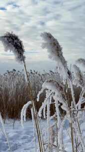 户外雪地芦苇草结霜景象