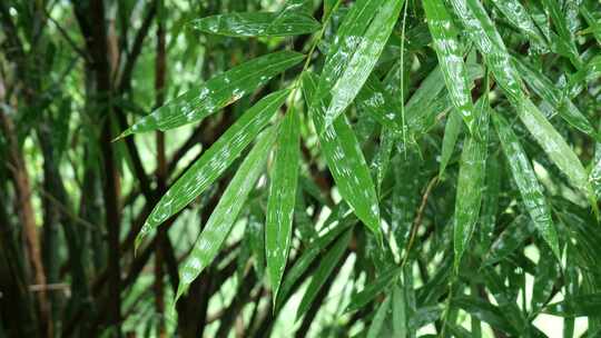 竹叶雨水下雨雨滴
