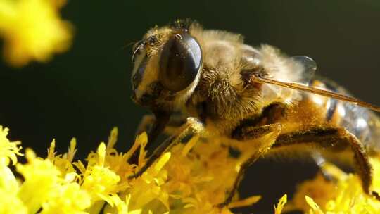 唯美大自然蜜蜂采蜜太阳花油菜花视频素材模板下载