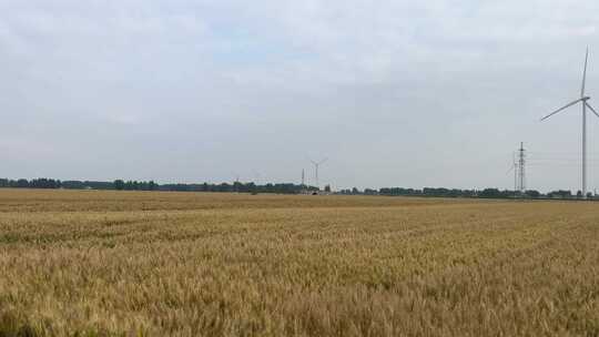 夕阳下农田里的小麦视频素材模板下载