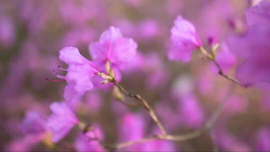 美丽的杜鹃花特写