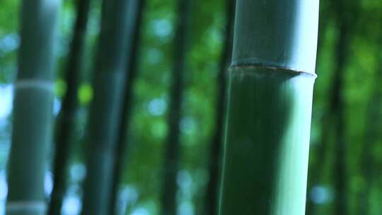 竹海 竹林竹子 风景 航拍素材实拍