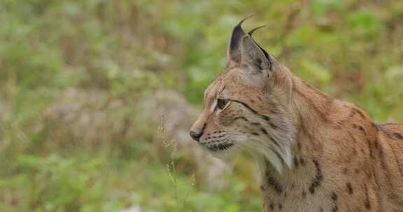 森林中的欧亚山猫（Lynx lynx）。