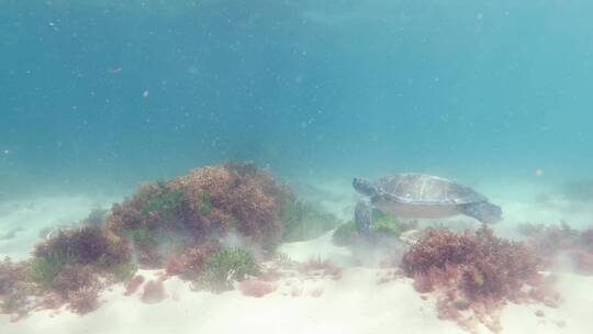 水摄游泳的海龟视频素材模板下载