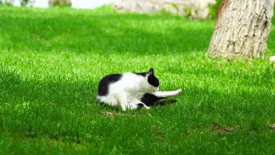 阳光草地上休闲的猫