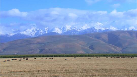 新疆伊犁牧场 白云 大山下 牛群放牧 近景