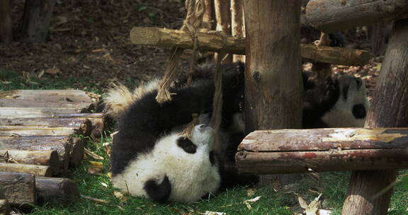 幼年大熊猫在一起玩耍