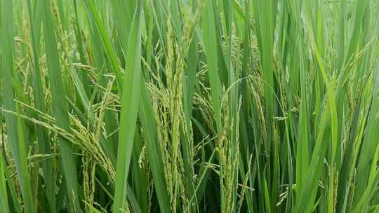 乡村振兴水稻种植细节粮食安全视频素材模板下载