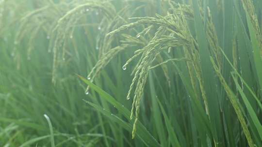 雨天稻田 水稻 稻穗 水稻丰收 水稻生长