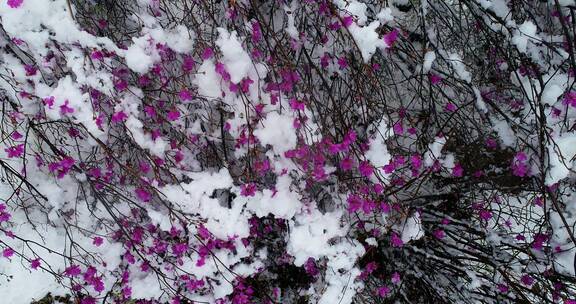 航拍雪压杜鹃（五月末杜鹃花开时普降瑞雪）