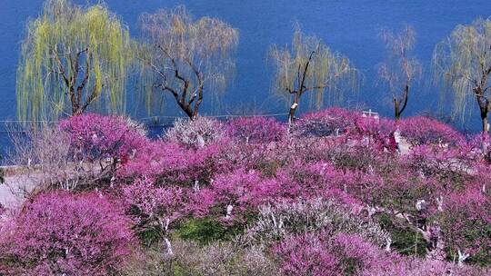 杭州西湖孤山公园梅花盛开视频素材模板下载