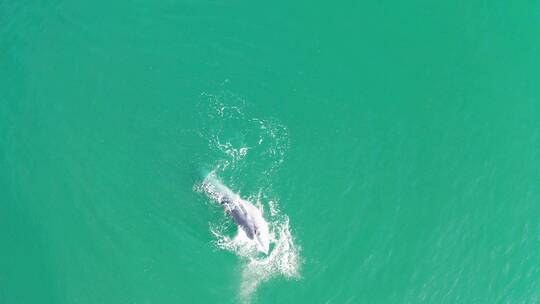 大海中鲸鱼布氏鲸进食中航拍视频