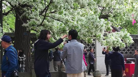 百年流苏花满枝头