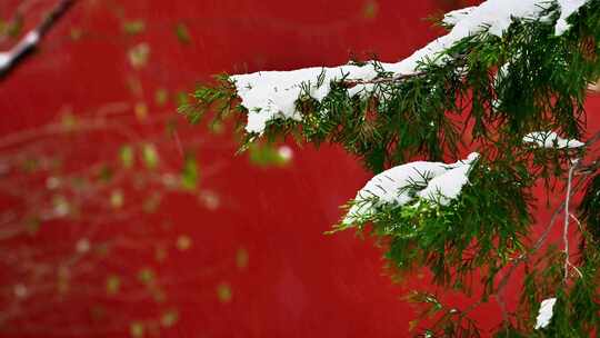 北京故宫冬天红墙古建筑宫殿大雪纷飞雪花飘