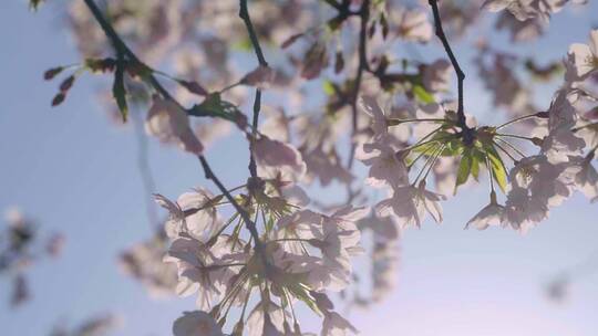实拍杭州三月春天樱花盛开逆光-樱花大道视频素材模板下载