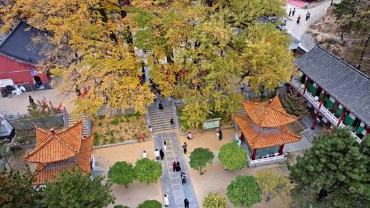 航拍平顶山文殊寺银杏