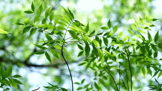 阳光森林树叶夏日自然大自然树林夏天