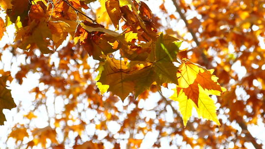 秋季 金色 梧桐树 阳光透过树叶