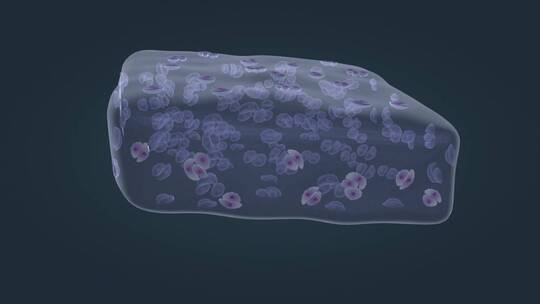 医学微观 软骨组织 软骨细胞 细胞外基质