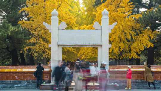 北京中山公园秋天银杏