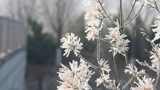 中国华北东北立冬冬至大寒树挂雾凇绝美雪景