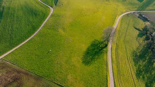 Top Shot， Cow，Velann