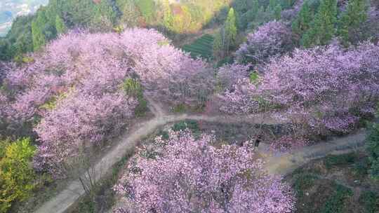 山林中被粉花环绕的房屋风景樱花