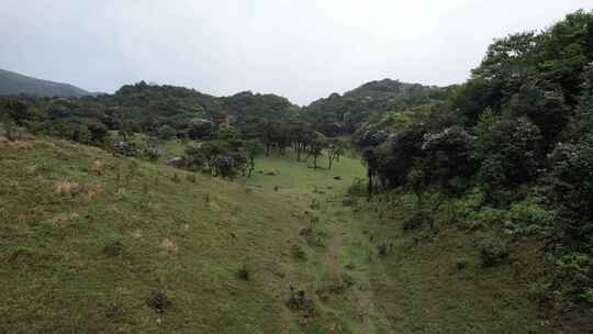 信宜八排顶高山杜鹃花航拍