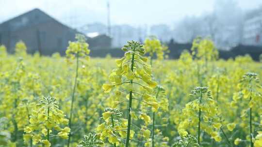 油菜花