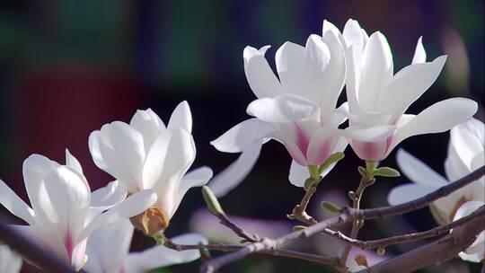 微距镜头：初春盛开的带露珠的玉兰花