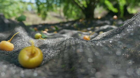 树上的果实掉落在地上