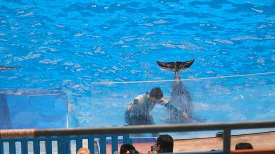 水族馆鲸鱼表演