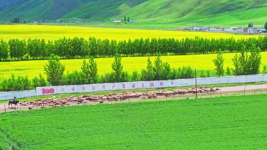 新疆唐布拉草原上的牧羊人赶羊HDR航拍