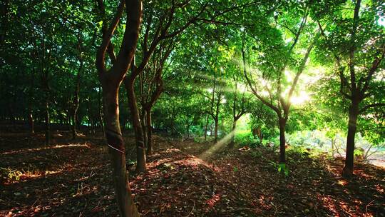 树林中透光阳光 4K